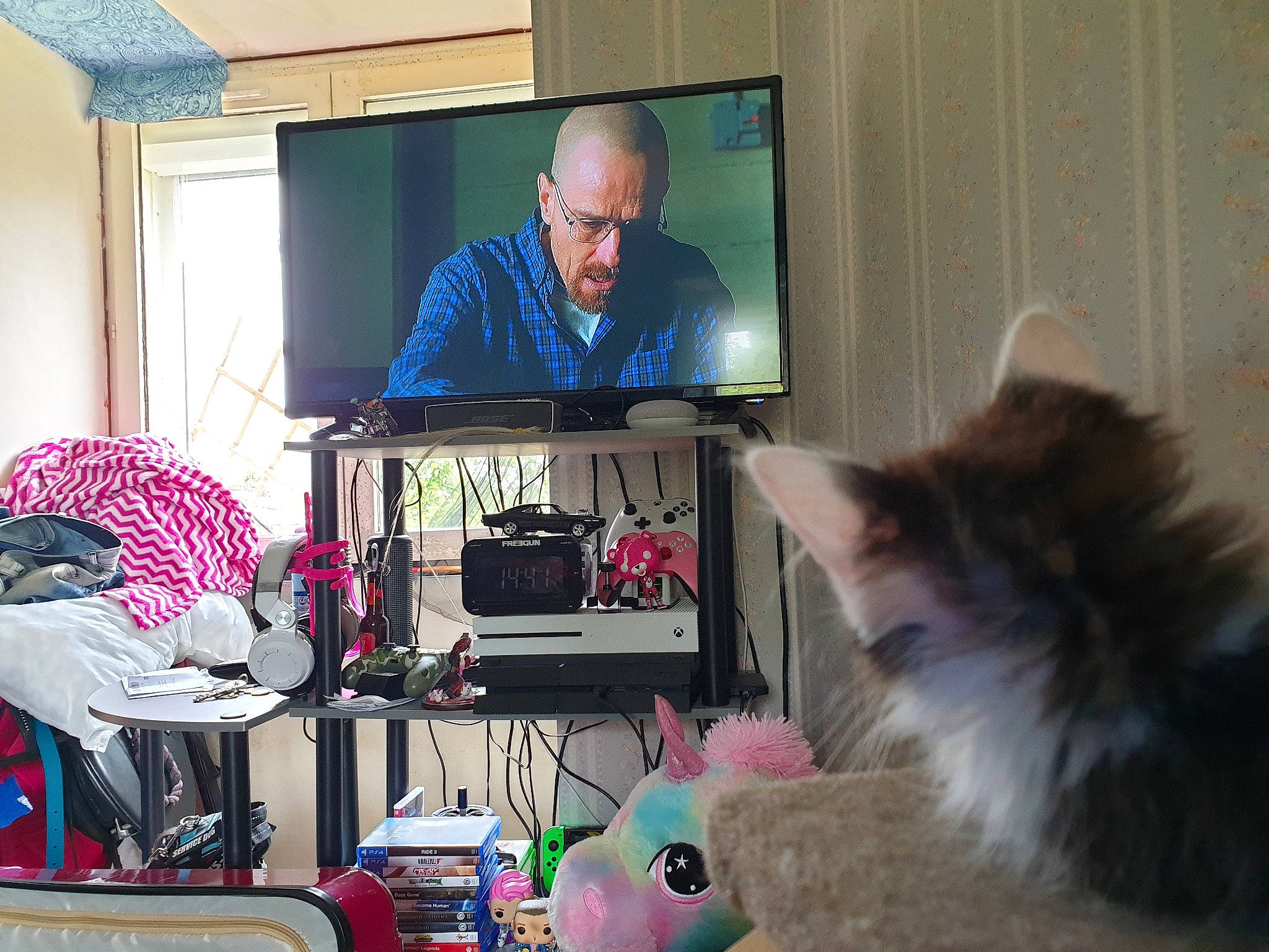 Pah participe au concours pour gagner de l'argent avec cette photo : carnivore, cat, felidae, fur, kitten, media, norwegian_forest_cat, small_to_medium_sized_cats, whiskers