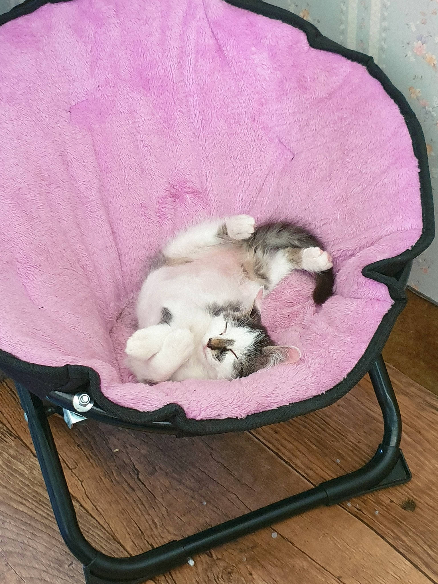 Pah a rejoint le concours — aidez-le/la à gagner de superbes lots ! canidae, carnivore, cat, dog_bed, dog_breed, felidae, kitten, puppy, small_to_medium_sized_cats