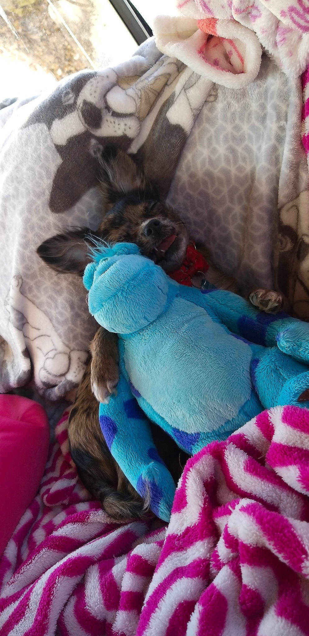 Titan a rejoint le concours — aidez-le/la à gagner de superbes lots ! blue, canidae, child, dog_breed, fawn, linens, magenta, non_sporting_group, plush, puppy, stuffed_toy, teddy_bear, textile, toddler, toy, toy_dog, turquoise, weimaraner, wool