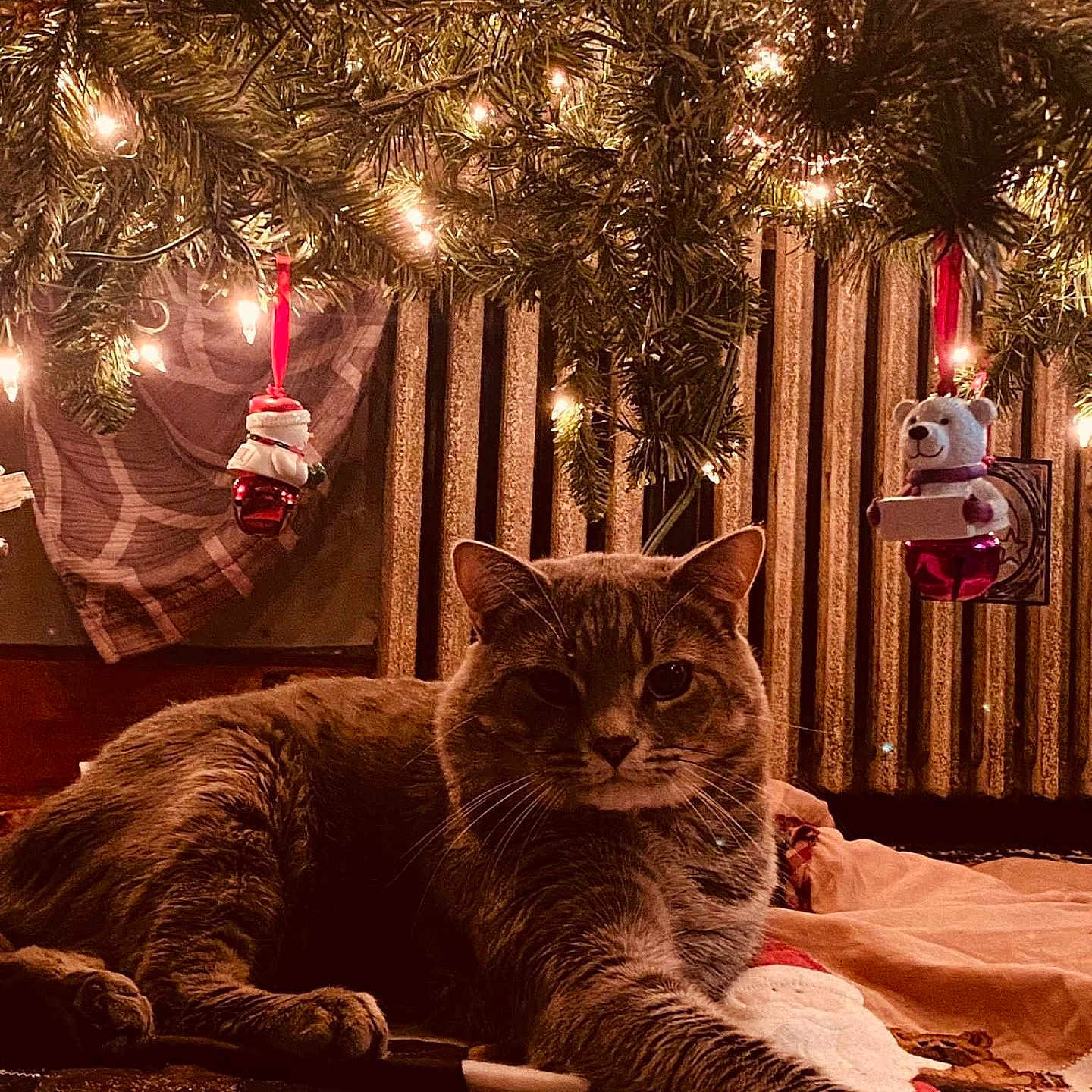 Bergy Randall is registered to the contest to win money with this photo: animal, bear, candle, cat, christmas, christmasdecorations, christmastree, christmastreeornaments, festival, kitten, lighting, manx, pet, plant, teddybear, toy, tree
