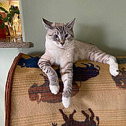 Quincy joined the competition — help win amazing prizes! cat, animal, pet, indoor, blanket, furniture, plant, kitchen, counter, relaxed, fur, whiskers, paws, resting, cozy, domestic, mammal, striped, patterned_blanket, light