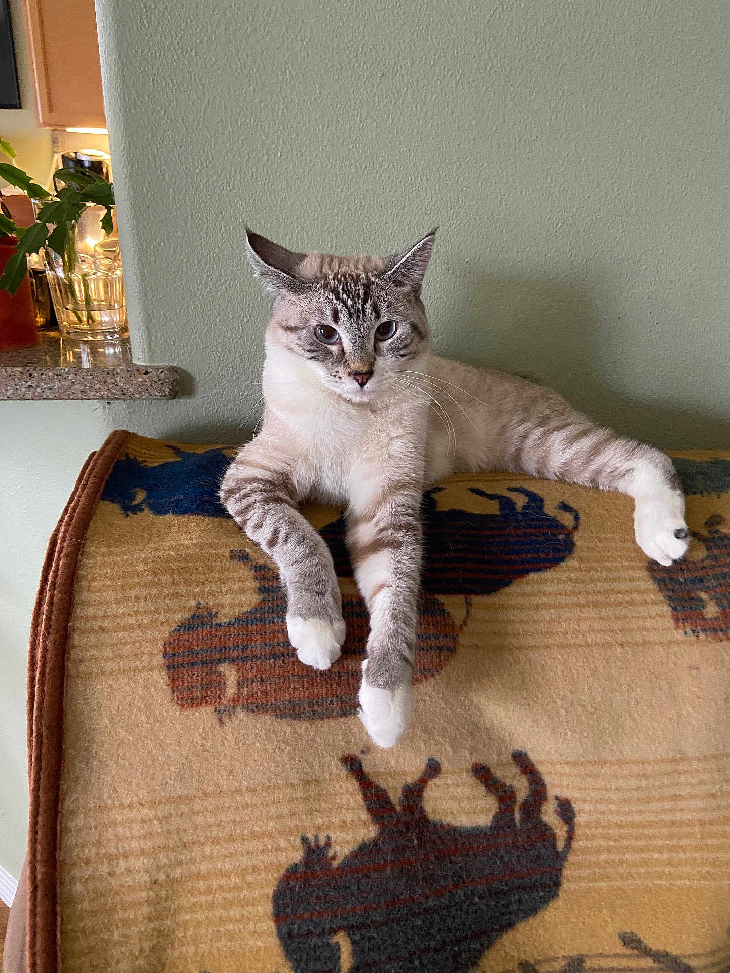 Quincy joined the competition — help win amazing prizes! cat, animal, pet, indoor, blanket, furniture, plant, kitchen, counter, relaxed, fur, whiskers, paws, resting, cozy, domestic, mammal, striped, patterned_blanket, light