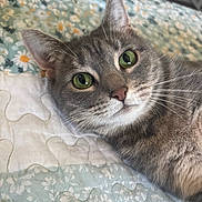 Pitou is registered to the contest to win money with this photo: animal, bed, bedspread, cat, close_up, cozy, ears, face, feline, floral_pattern, fur, gray_cat, green_eyes, indoor, looking_at_camera, nose, pet, photography, portrait, whiskers