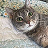 animal, bed, bedspread, cat, close_up, cozy, ears, face, feline, floral_pattern, fur, gray_cat, green_eyes, indoor, looking_at_camera, nose, pet, photography, portrait, whiskers