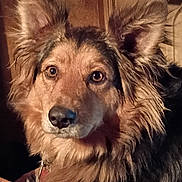 Charlie B is registered to the contest to win money with this photo: dog, close_up, fluffy, ears, brown_fur, black_fur, indoor, pet, animal, canine, portrait, looking, alert, fur_texture, collar, household, mammal, companion, cute, warm_lighting