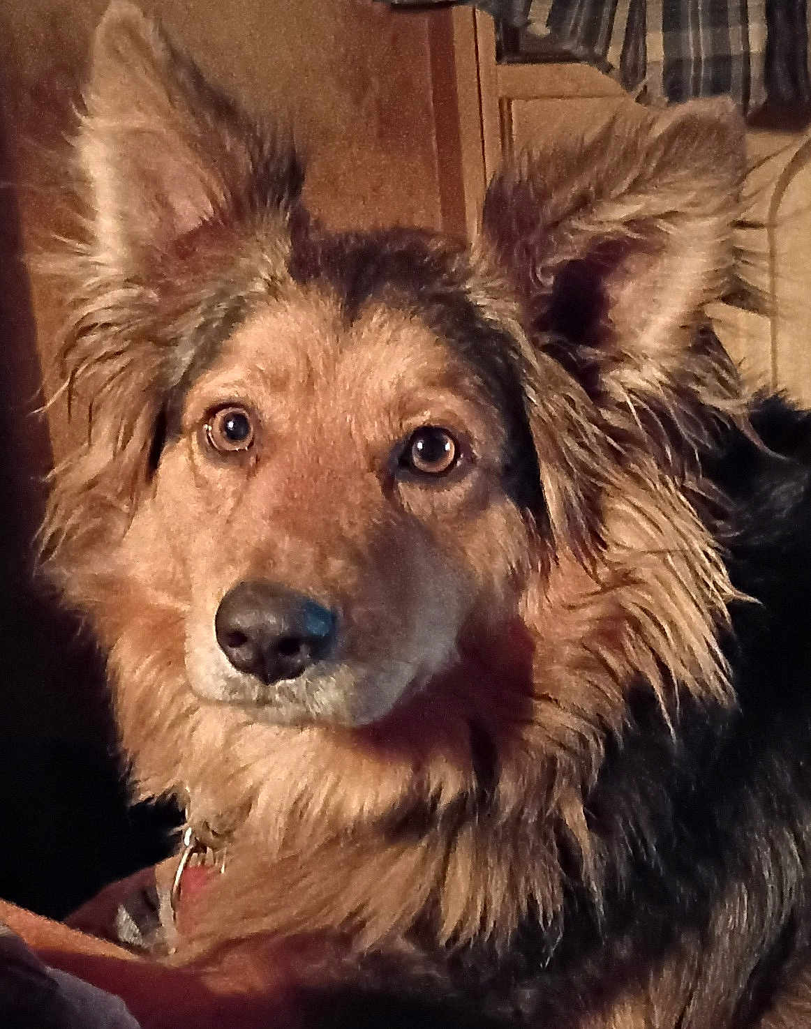Charlie B is registered to the contest to win money with this photo: dog, close_up, fluffy, ears, brown_fur, black_fur, indoor, pet, animal, canine, portrait, looking, alert, fur_texture, collar, household, mammal, companion, cute, warm_lighting