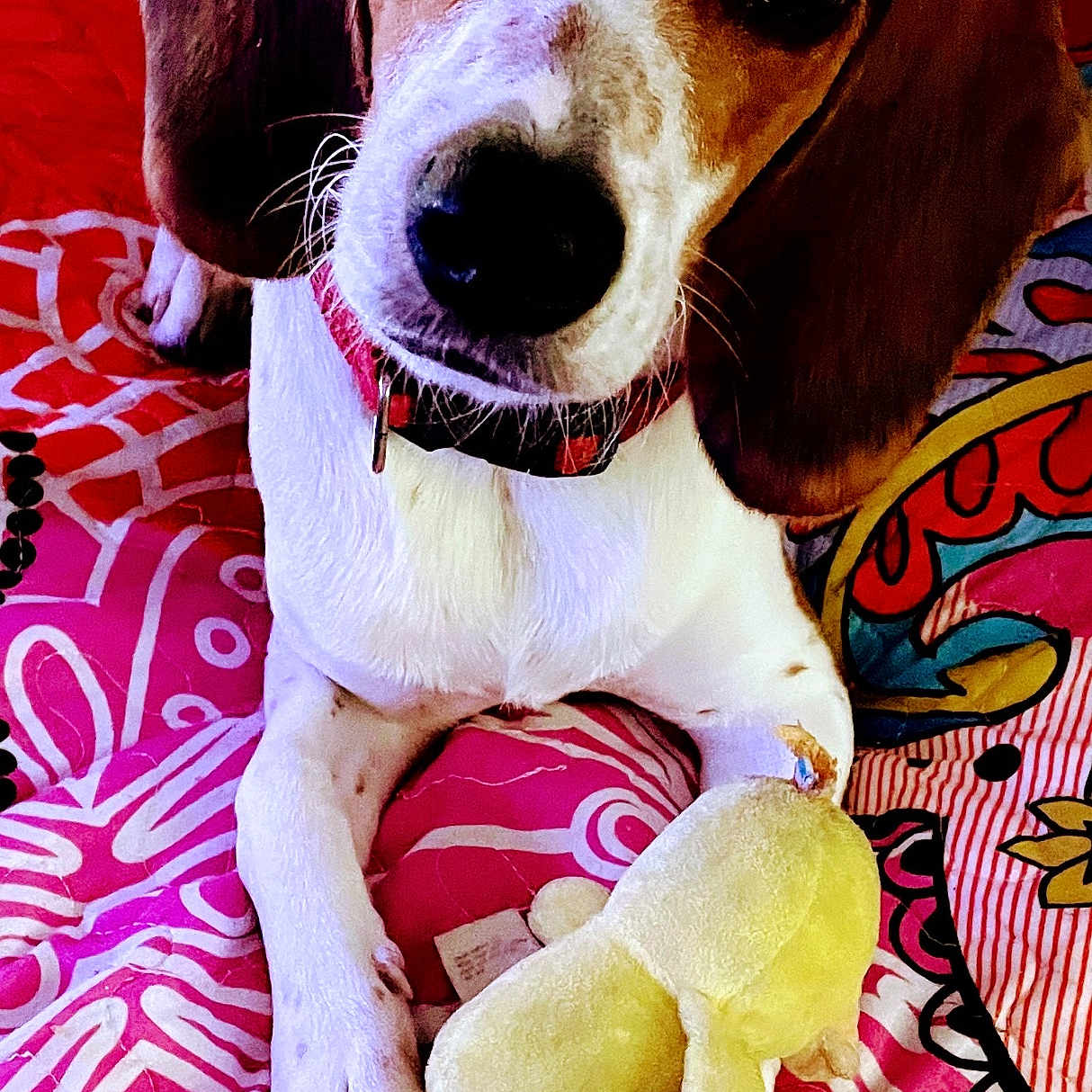 Jersey is registered to the contest to win money with this photo: animal, beagle, blanket, canine, cushion, dog, face, head, homedecor, hound, linen, person, pet, plush, pointer, puppy, quilt, snout, toy, whitedog