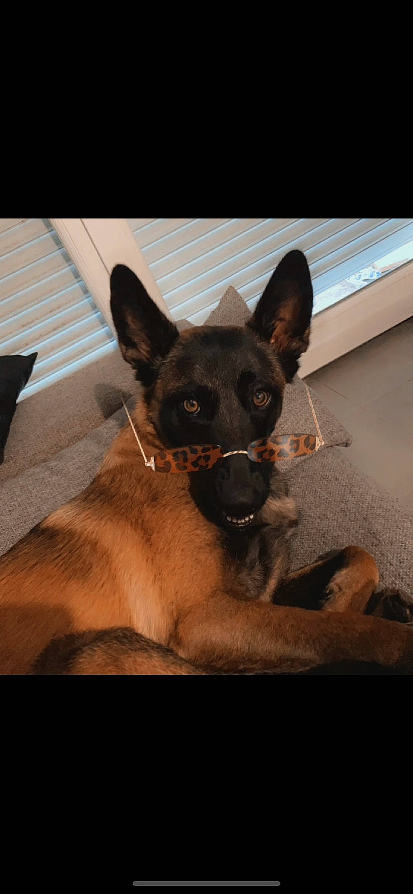 Pandore participe au concours pour gagner de l'argent avec cette photo : canidae, carnivore, comfort, companion_dog, dog, dog_breed, ear, fawn, flooring, fur, guard_dog, paw, puppy, snout, sporting_group, tints_and_shades, toy_dog, whiskers, wood, working_animal