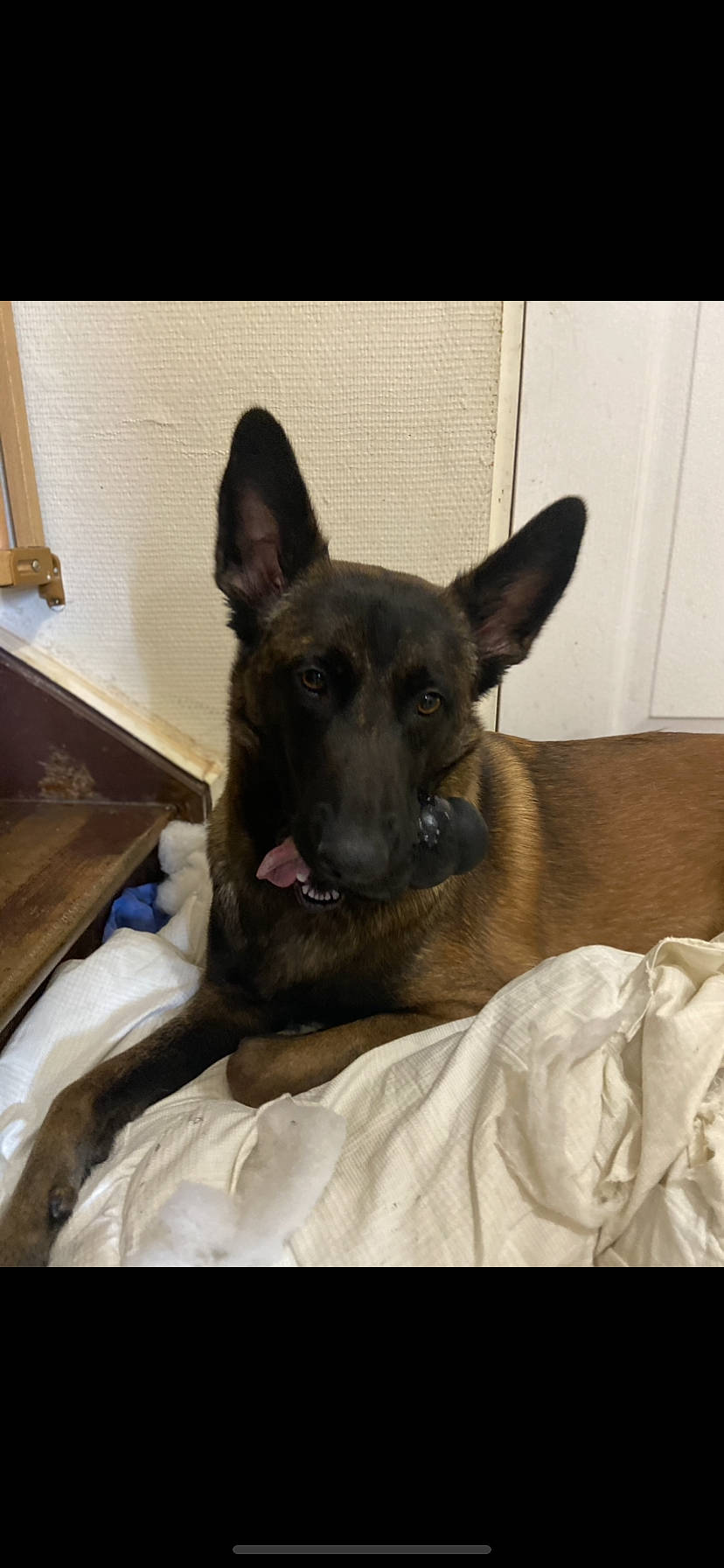 Pandore a rejoint le concours — aidez-le/la à gagner de superbes lots ! canidae, carnivore, comfort, companion_dog, dog, dog_breed, ear, fawn, fur, german_shepherd_dog, guard_dog, jaw, non_sporting_group, snout, sporting_group, toy_dog, whiskers, wood, working_animal, working_dog