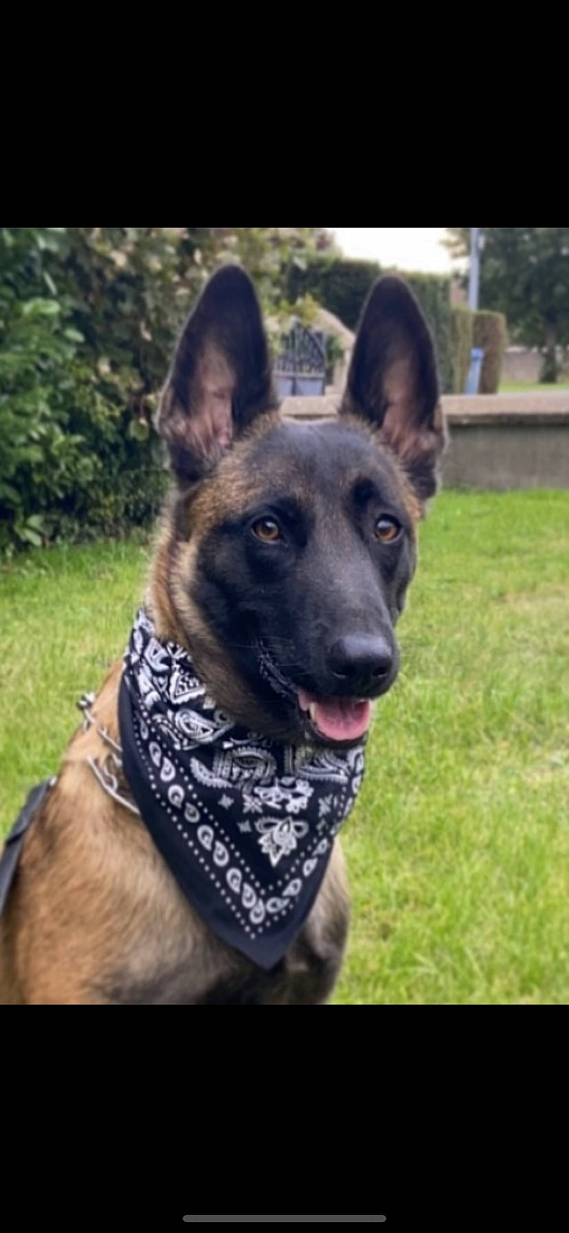 Pandore participe au concours pour gagner de l'argent avec cette photo : canidae, carnivore, collar, companion_dog, dog, dog_breed, dog_collar, east_european_shepherd, german_shepherd_dog, grass, guard_dog, herding_dog, king_shepherd, law_enforcement, old_german_shepherd_dog, pet_supply, plant, tree, working_animal, working_dog