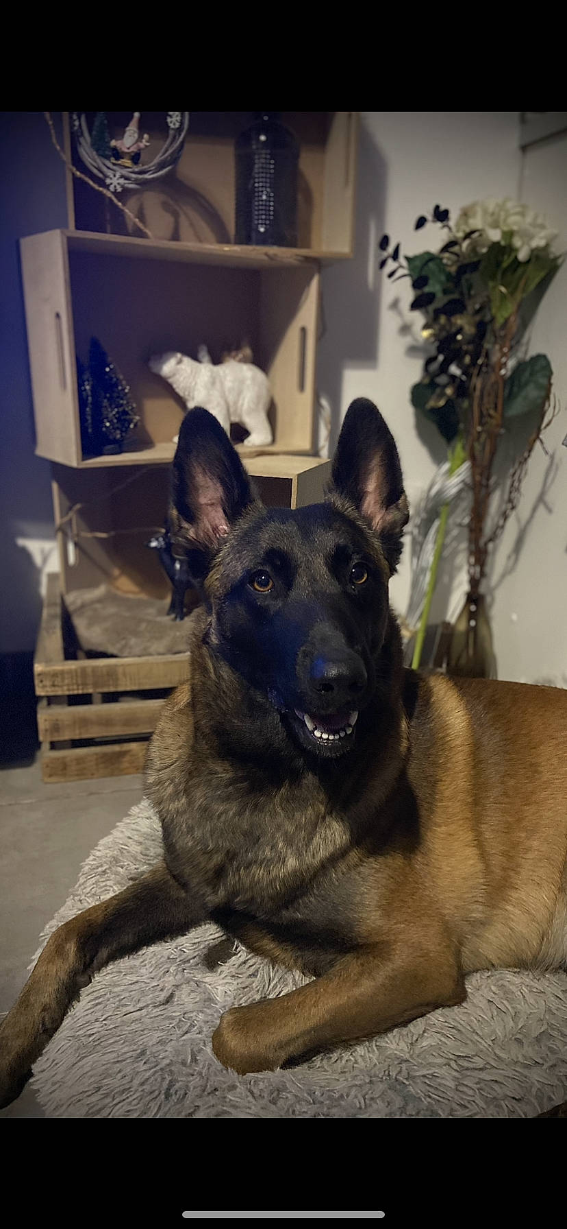 Pandore participe au concours pour gagner de l'argent avec cette photo : belgian_shepherd_malinois, bookcase, canidae, carnivore, companion_dog, dog, dog_breed, east_european_shepherd, fawn, german_shepherd_dog, herding_dog, houseplant, king_shepherd, law_enforcement, old_german_shepherd_dog, plant, shelf, snout, sporting_group, working_animal