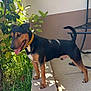 dog, canine, pet, animal, outdoor, sunlight, greenery, collar, tongue_out, side_view, standing, pavement, plant, leafy, shadow, daylight, happy, ears_up, tail_up, domestic