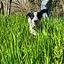 dog, grass, outdoor, nature, person, trees, sunlight, field, greenery, canine, playful, running, leaves, jeans, bag, forest, animal, daylight, ears, ground