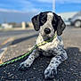 dog, puppy, black_and_white, spotted, leash, outdoor, road, asphalt, sky, daylight, animal, pet, canine, lying_down, close_up, young_dog, background_blur, nature, adorable, cute