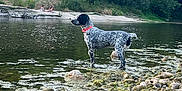 Valya participe au concours pour gagner de l'argent avec cette photo : dog, water, river, rocks, nature, trees, greenery, outdoor, animal, collar, speckled, pet, canine, shallow_water, wildlife, people, sitting, sky, daytime, landscape