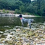 dog, water, river, rocks, nature, trees, greenery, outdoor, animal, collar, speckled, pet, canine, shallow_water, wildlife, people, sitting, sky, daytime, landscape