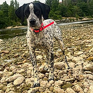 Valya a rejoint le concours — aidez-le/la à gagner de superbes lots ! dog, black_and_white, spotted, collar, red_collar, rocky_ground, riverbank, river, water, trees, greenery, outdoor, nature, animal, pet, canine, standing, alert, landscape, cloudy_sky