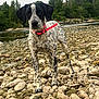 dog, black_and_white, spotted, collar, red_collar, rocky_ground, riverbank, river, water, trees, greenery, outdoor, nature, animal, pet, canine, standing, alert, landscape, cloudy_sky