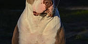 Tayka participe au concours pour gagner de l'argent avec cette photo : dog, pitbull, pet, animal, canine, sitting, outdoor, sunlight, portrait, brown_and_white, ears, muscular, fur, snout, eyes, calm, nature, grass, daylight, companion