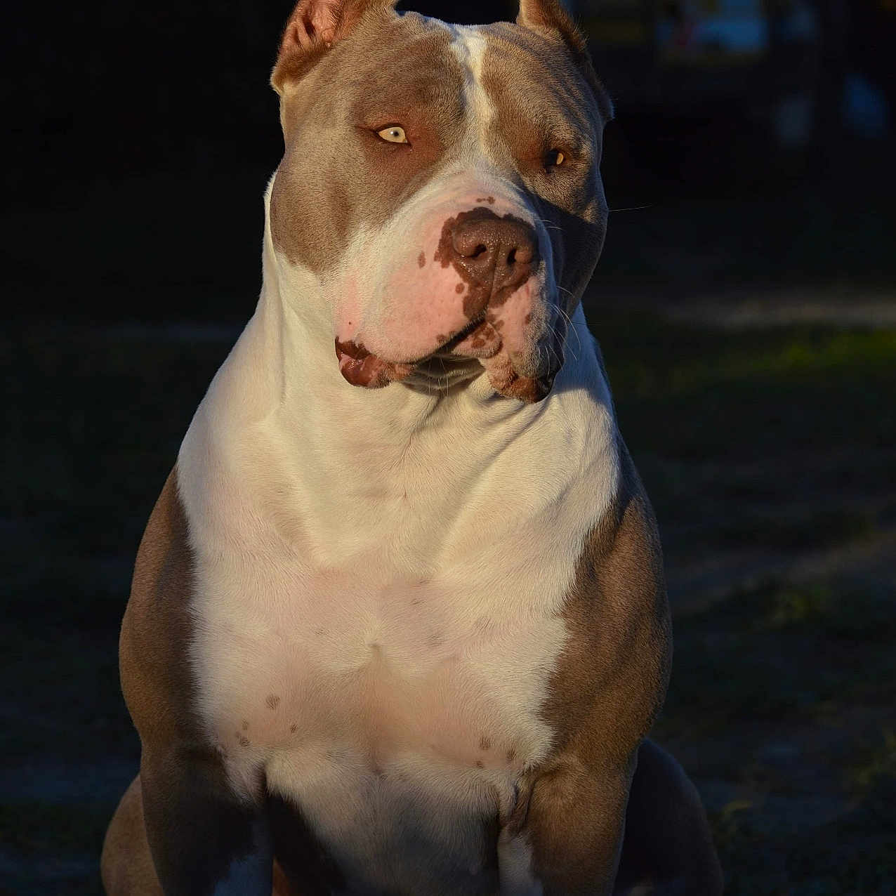 Tayka participe au concours pour gagner de l'argent avec cette photo : animal, brown_and_white, calm, canine, companion, daylight, dog, ears, eyes, fur, grass, muscular, nature, outdoor, pet, pitbull, portrait, sitting, snout, sunlight