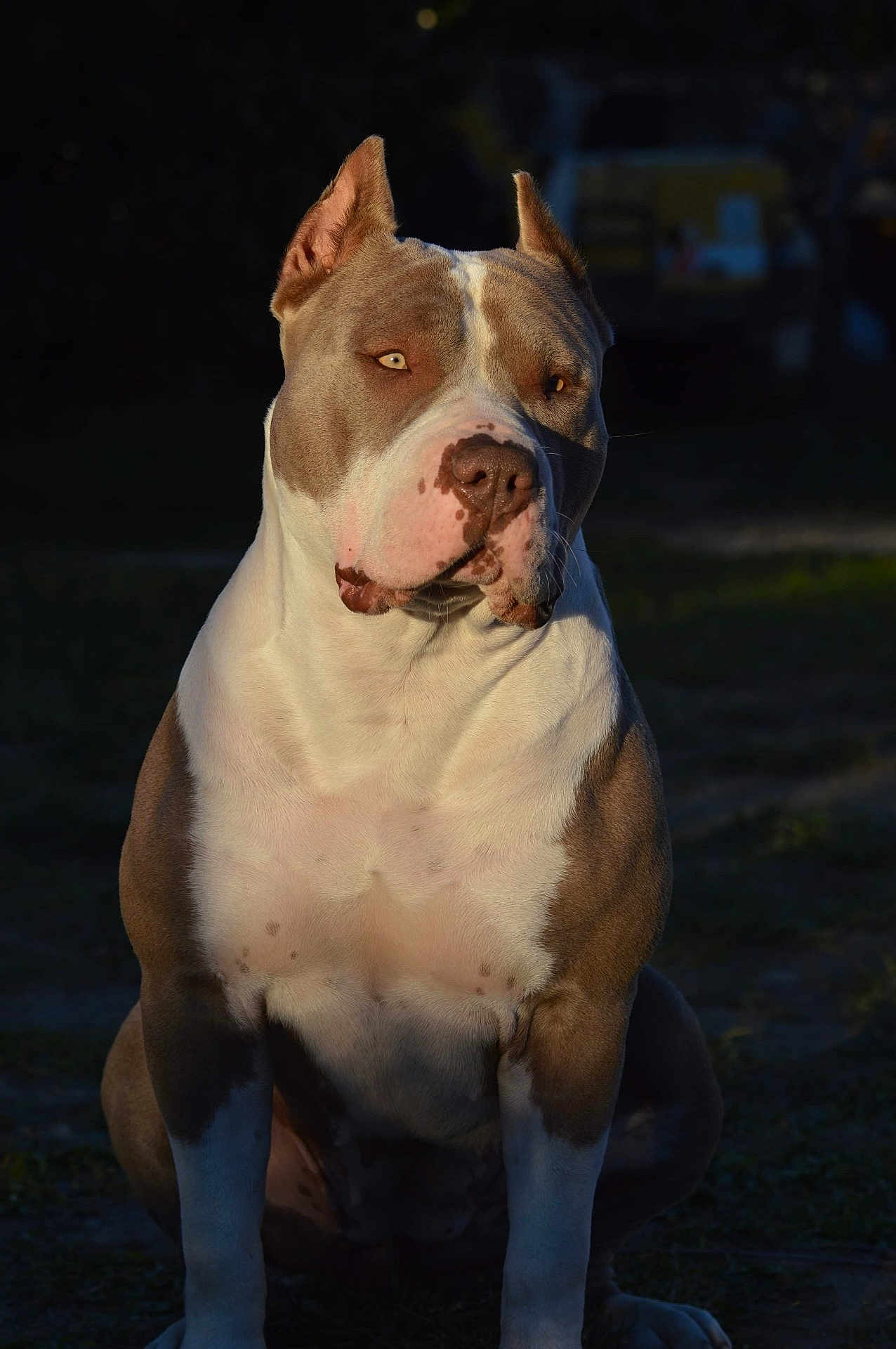 Tayka