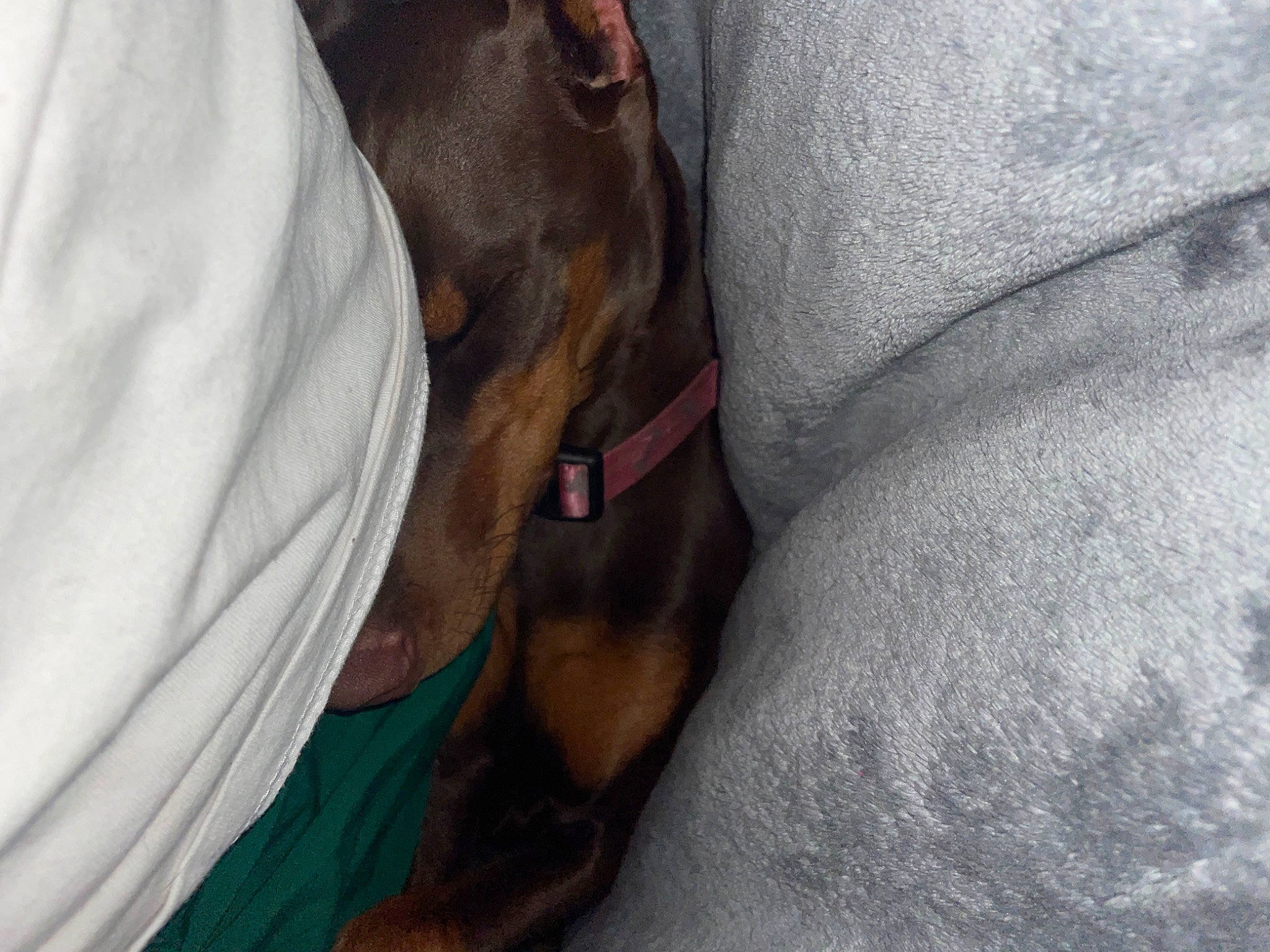 Zara joined the competition — help win amazing prizes! canidae, carnivore, collar, comfort, companion_dog, dog, dog_breed, dog_collar, dog_supply, fawn, grey, guard_dog, liver, non_sporting_group, pet_supply, snout, sporting_group, whiskers, working_animal, working_dog