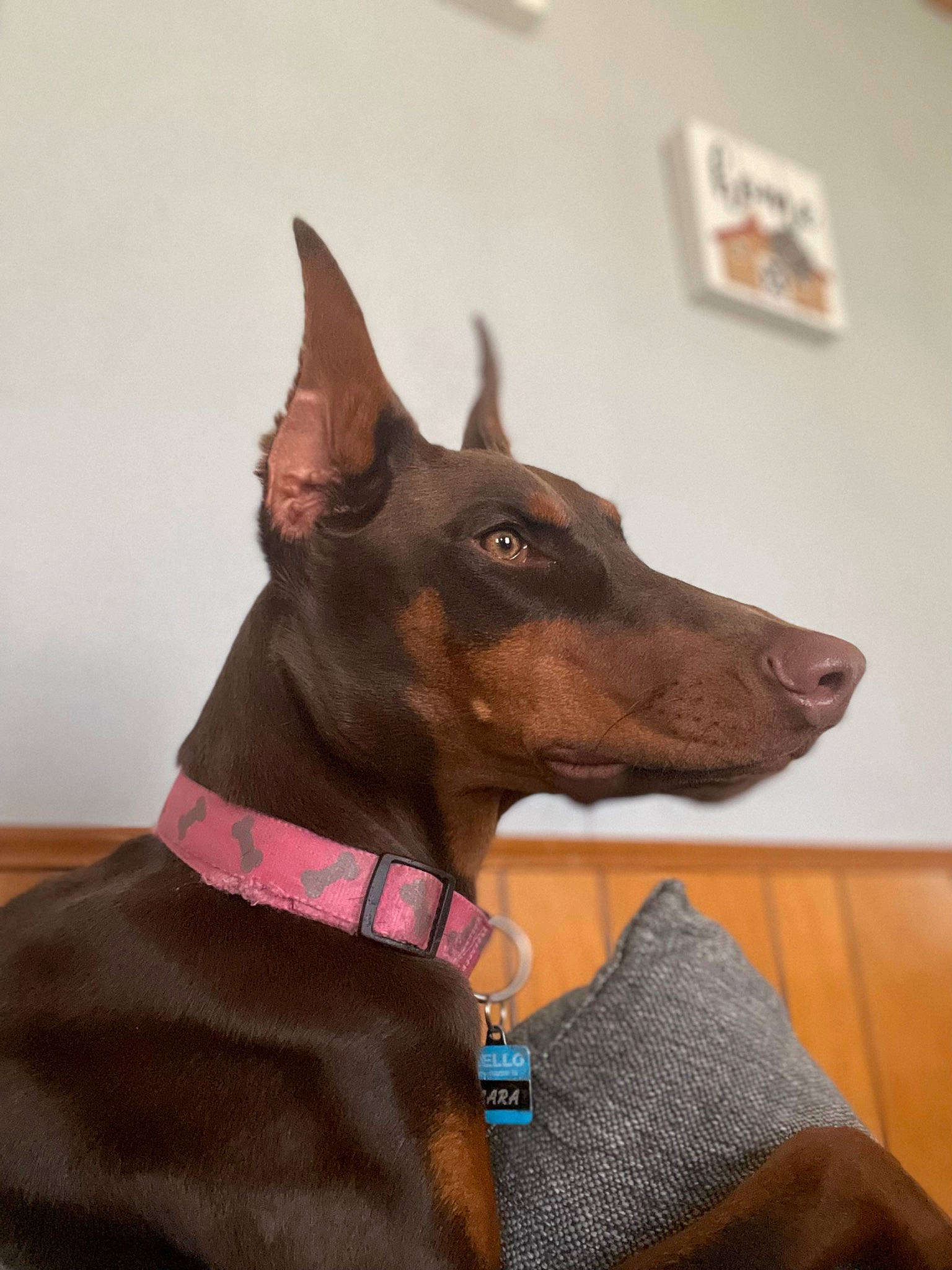 Zara is registered to the contest to win money with this photo: brown, canidae, carnivore, collar, companion_dog, dobermann, dog, dog_breed, dog_collar, dog_supply, event, fashion_accessory, fawn, liver, pet_supply, picture_frame, snout, sporting_group, whiskers, working_animal