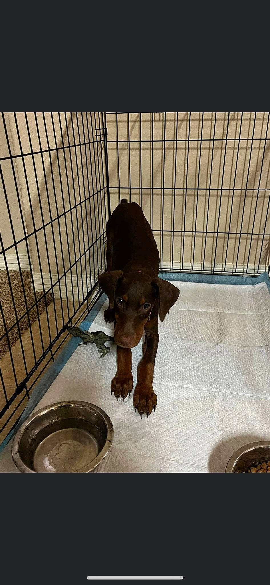 Zara joined the competition — help win amazing prizes! animal_shelter, cage, canidae, carnivore, companion_dog, dog, dog_breed, dog_crate, dog_supply, fawn, kennel, liver, mammal, metal, pet_supply, snout, sporting_group, toy_dog, vertebrate, working_animal