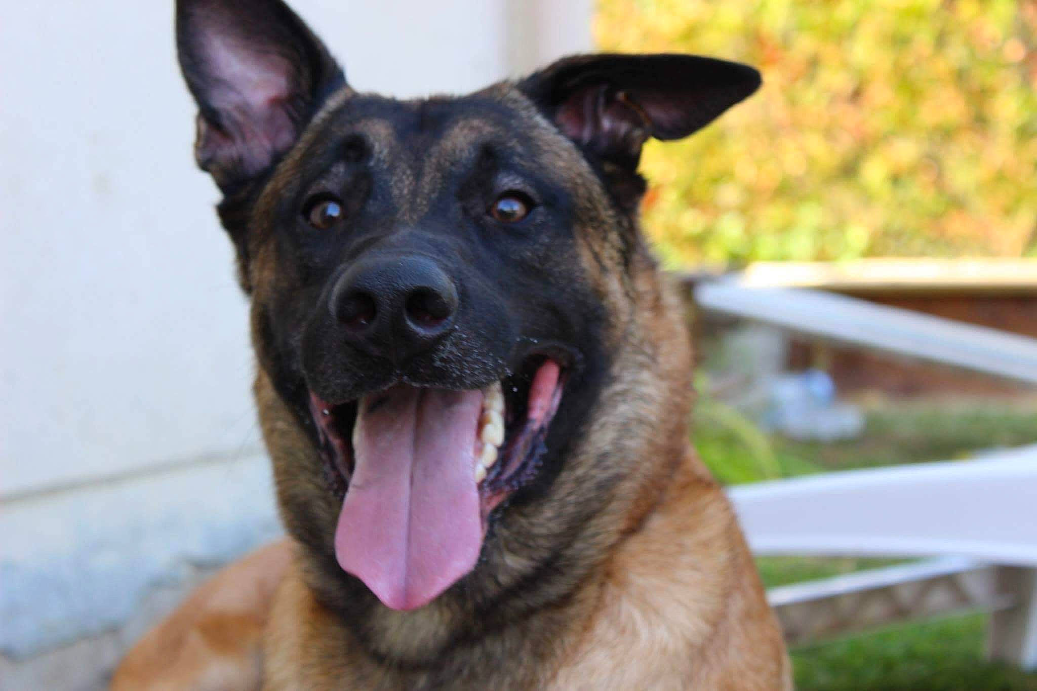 Jake participe au concours pour gagner de l'argent avec cette photo : carnivore, collar, companion_dog, dog, dog_breed, east_european_shepherd, fawn, german_shepherd_dog, grass, guard_dog, herding_dog, jaw, king_shepherd, plant, snout, sporting_group, terrestrial_animal, whiskers, working_animal, working_dog