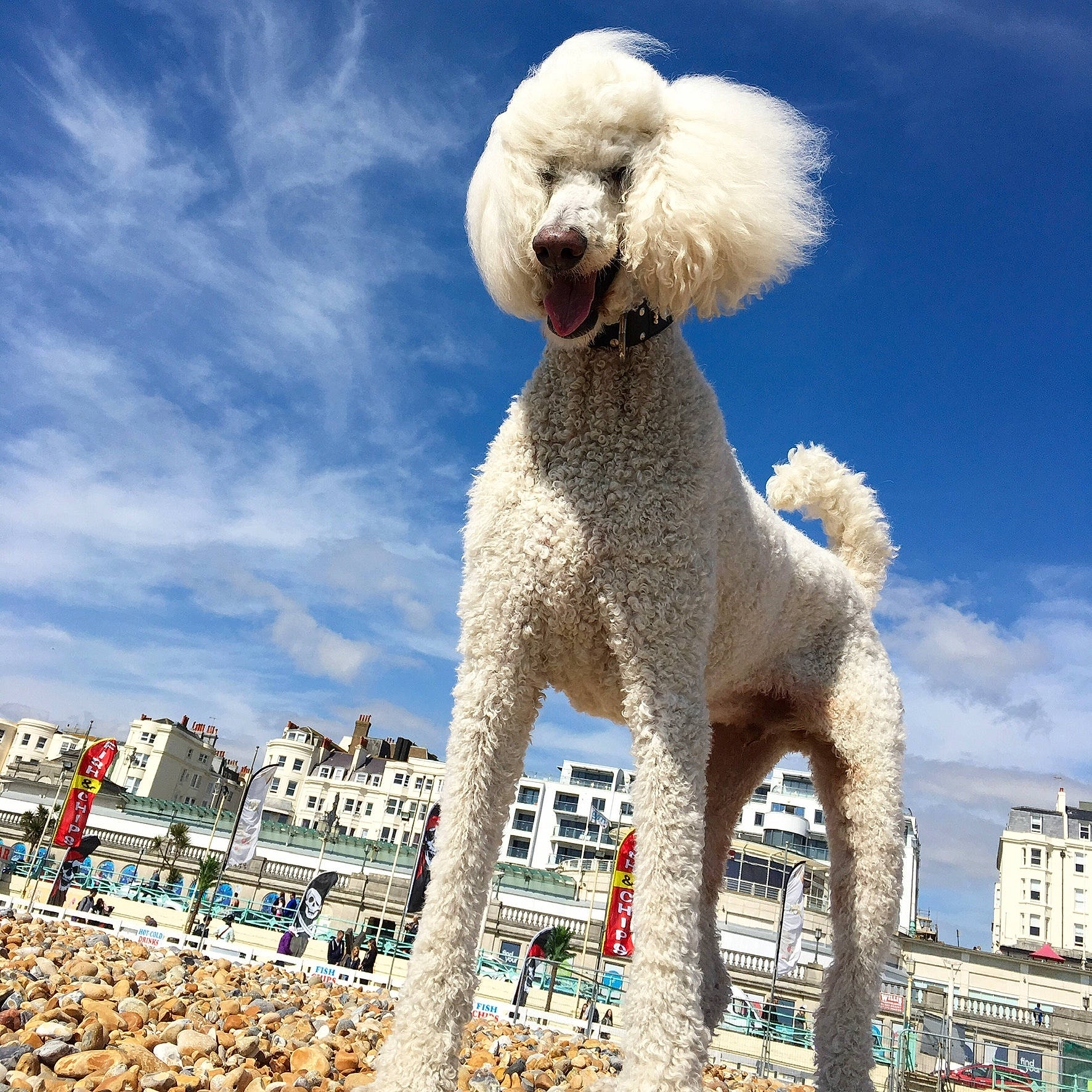 Archie joined the competition — help win amazing prizes! beach, building, carnivore, cloud, companion_dog, dog, dog_breed, fun, fur, happy, llama, poodle, sheep, sky, sporting_group, stuffed_toy, tail, toy, travel