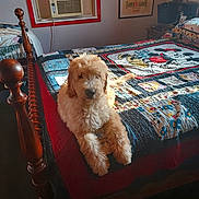 Curry is registered to the contest to win money with this photo: dog, puppy, bed, quilt, mickey_mouse, wooden_bed_frame, sunlight, window, air_conditioner, bedroom, blanket, curtain, poster, carpet, furniture, interior, pet, resting, cozy, cute