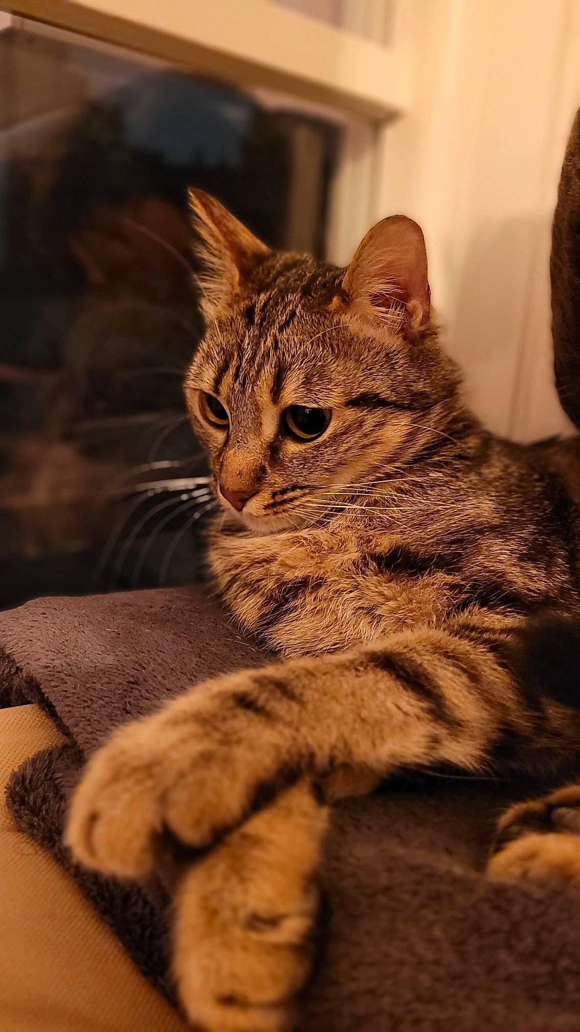 Hima a rejoint le concours — aidez-le/la à gagner de superbes lots ! carnivore, cat, claw, domestic_short_haired_cat, felidae, fur, paw, sitting, small_to_medium_sized_cats, snout, tail, terrestrial_animal, tree, whiskers, wildlife, window, wood