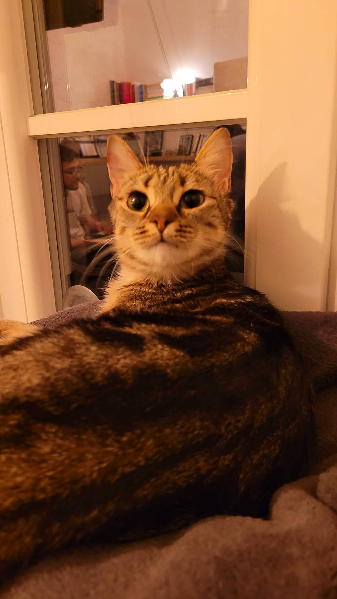 Hima participe au concours pour gagner de l'argent avec cette photo : box, brown, carnivore, cat, comfort, domestic_short_haired_cat, door, eye, fawn, felidae, flooring, fur, hardwood, shelf, small_to_medium_sized_cats, snout, tail, whiskers, window, wood