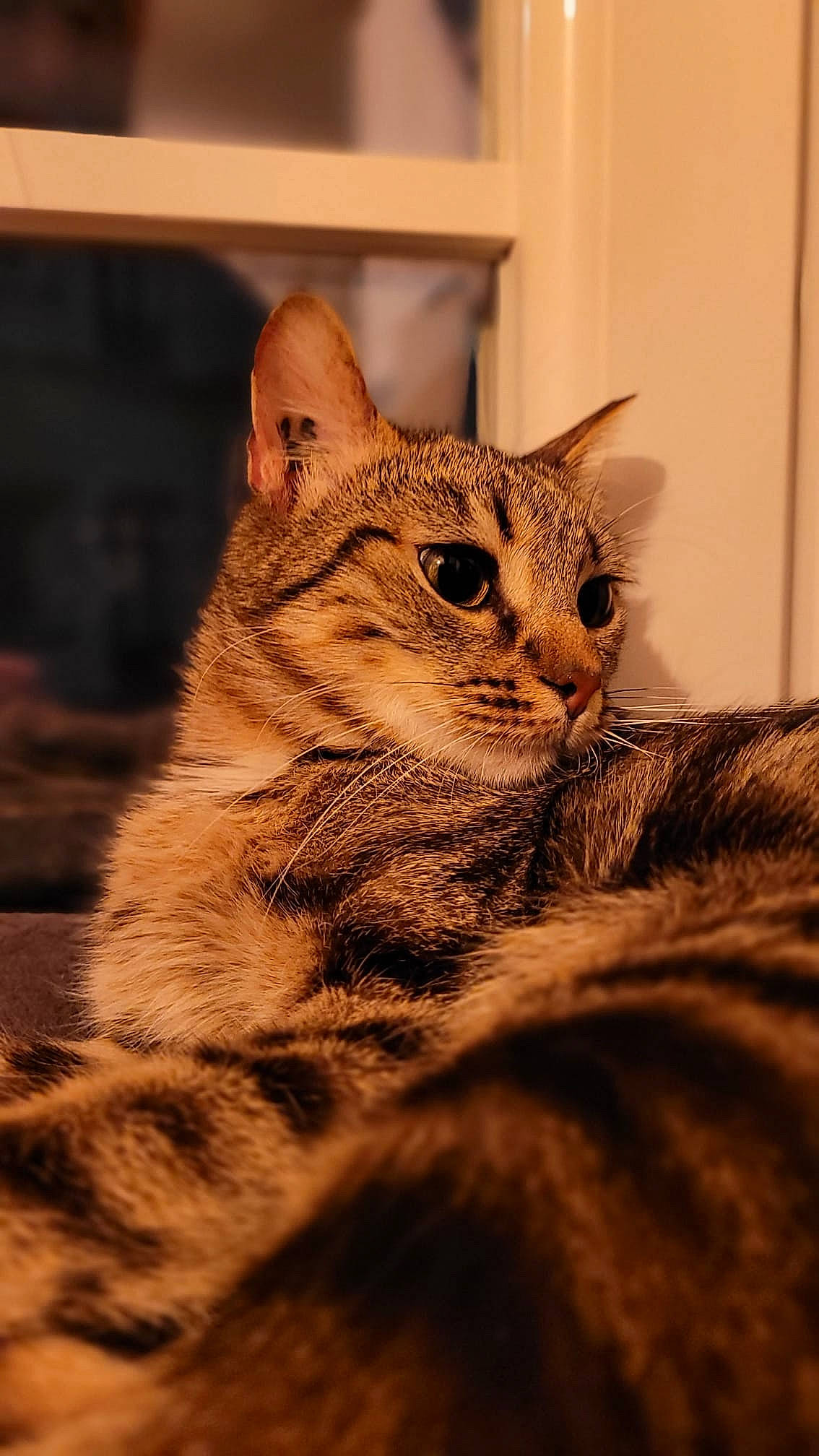 Hima a rejoint le concours — aidez-le/la à gagner de superbes lots ! carnivore, cat, claw, domestic_short_haired_cat, felidae, fur, paw, small_to_medium_sized_cats, snout, tail, terrestrial_animal, tree, whiskers, wildlife, window, wood