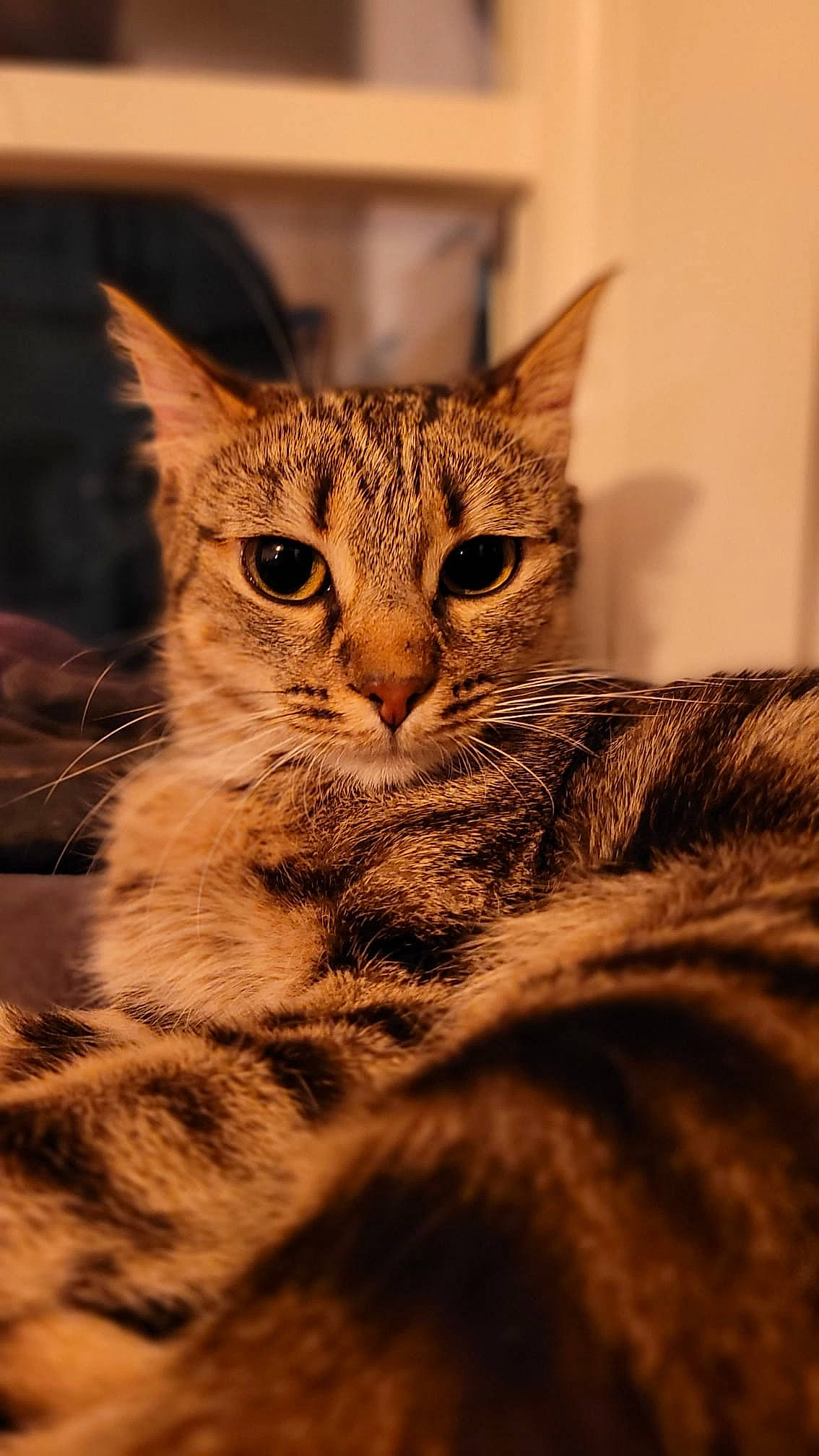 Hima a rejoint le concours — aidez-le/la à gagner de superbes lots ! carnivore, cat, claw, domestic_short_haired_cat, ear, felidae, fur, macro_photography, paw, small_to_medium_sized_cats, snout, terrestrial_animal, tree, whiskers, wildlife, wood