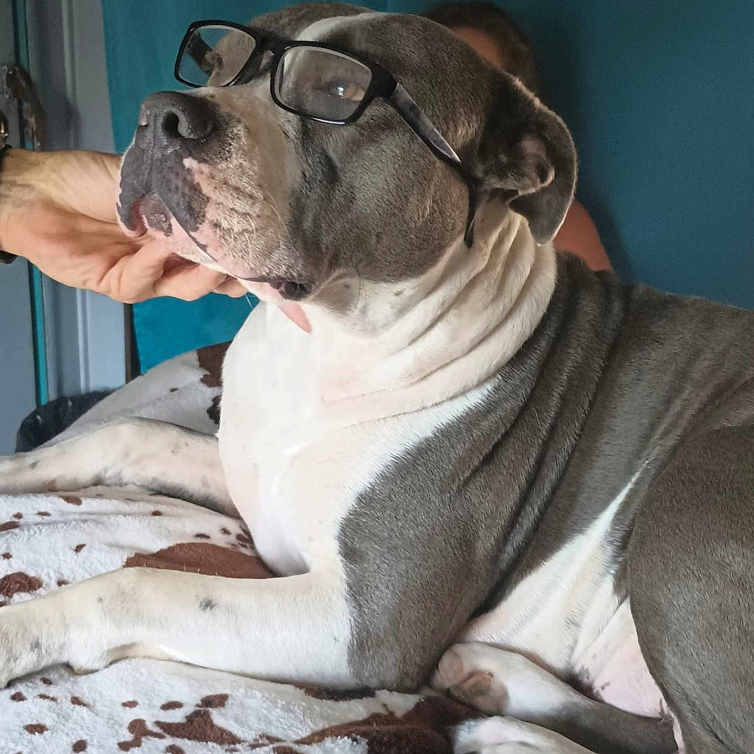 Layla joined the competition — help win amazing prizes! animal, blanket, brown, canine, comfort, companion, cute, dog, face, fur, glasses, gray, hand, indoor, paw, pet, portrait, relaxed, resting, white