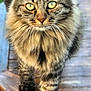 cat, tabby, fluffy, yellow_eyes, whiskers, walking, wooden_surface, outdoor, close_up, pet, animal, feline, curious, portrait, nature, paws, focused, soft_background, fur, stripes