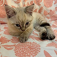 Golly is registered to the contest to win money with this photo: kitten, cat, fluffy, cream_colored, blue_eyes, pointed_ears, paw, toes, lying_down, bed, bedspread, floral_pattern, coral, indoors, pet, animal, close_up, portrait, relaxed, cute