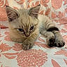 kitten, cat, fluffy, cream_colored, blue_eyes, pointed_ears, paw, toes, lying_down, bed, bedspread, floral_pattern, coral, indoors, pet, animal, close_up, portrait, relaxed, cute