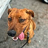 Scooby a rejoint le concours — aidez-le/la à gagner de superbes lots ! dog, brown_dog, portrait, close_up, happy, smiling, tongue_out, open_mouth, teeth, floppy_ears, brown_fur, short_hair, leash, collar, outdoor, pavement, ground, animal, pet, looking_at_camera