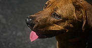 Scooby participe au concours pour gagner de l'argent avec cette photo : dog, brown_dog, pet, canine, animal, portrait, close_up, side_profile, tongue, pink_tongue, floppy_ears, brown_fur, short_fur, expressive_eyes, sitting, indoors, dark_background, warm_lighting, collar, close_range
