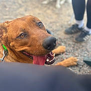 Scooby a rejoint le concours — aidez-le/la à gagner de superbes lots ! dog, brown_dog, happy, panting, tongue, open_mouth, teeth, leash, collar, outdoor, park, ground, person, shoes, another_dog, close_up, portrait, animal, blurry_background, playful