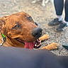 dog, brown_dog, happy, panting, tongue, open_mouth, teeth, leash, collar, outdoor, park, ground, person, shoes, another_dog, close_up, portrait, animal, blurry_background, playful
