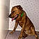 Scooby
