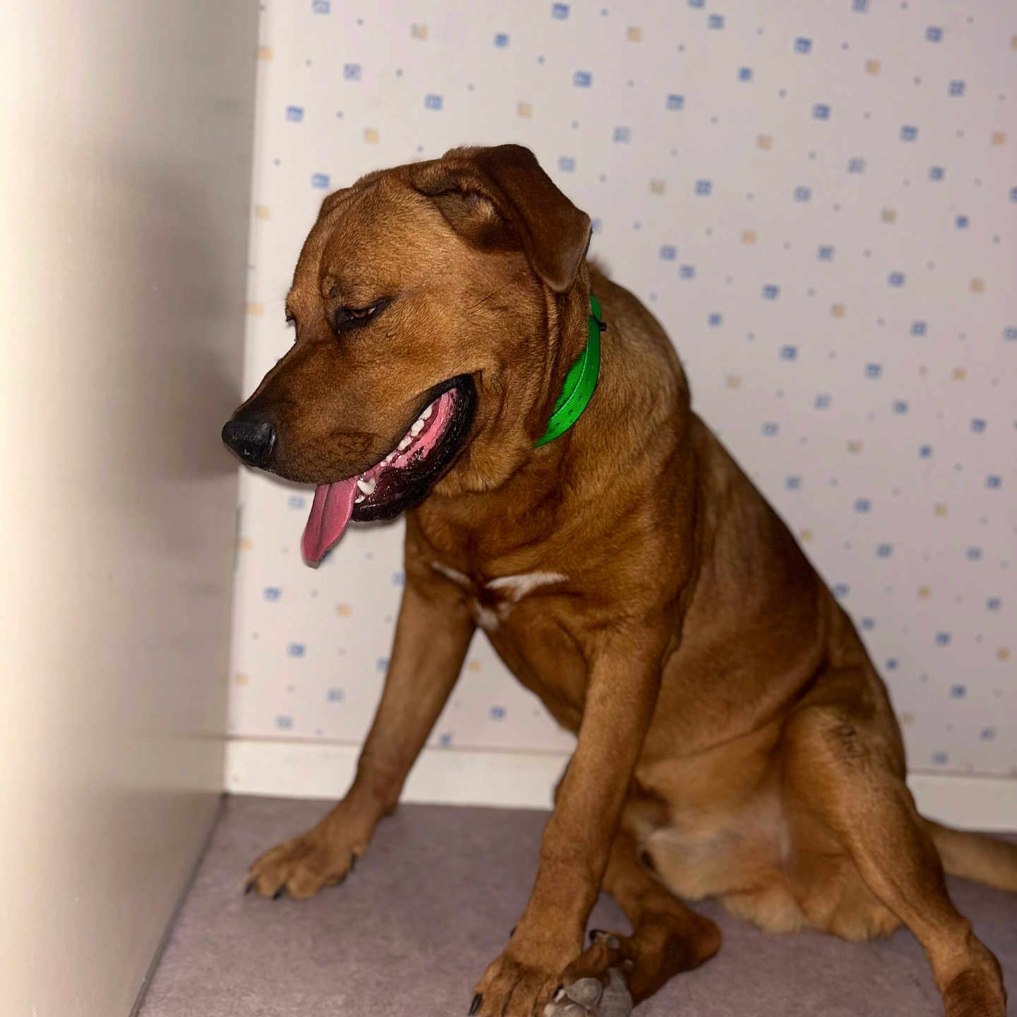 Scooby participe au concours pour gagner de l'argent avec cette photo : dog, brown_dog, pet, sitting, indoors, green_collar, open_mouth, tongue_out, teeth, floppy_ears, short_hair, large_dog, paw, toys, carpet, wallpaper, home, portrait, animal, playful
