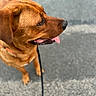 dog, brown_dog, canine, pet, animal, portrait, side_profile, panting, open_mouth, tongue, black_nose, floppy_ears, short_fur, collar, leash, outdoor, pavement, sunlight, standing, closeup