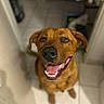 Scooby a rejoint le concours — aidez-le/la à gagner de superbes lots ! dog, brown_dog, portrait, happy, smiling, open_mouth, teeth, tongue, floppy_ears, black_nose, pet, animal, indoor, doorway, hallway, tile_floor, closeup, shallow_depth_of_field, candid, friendly