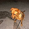dog, brown_dog, canine, pet, animal, sitting, leash, collar, outdoor, night, street, sidewalk, pavement, flash_photography, short_fur, floppy_ears, looking_down, portrait, urban, candid