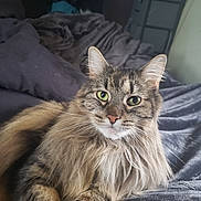 Rollie joined the competition — help win amazing prizes! cat, tabby, long_hair, green_eyes, pet, animal, feline, fur, whiskers, bed, blanket, cozy, indoor, resting, cute, domestic_animal, portrait, relaxed, soft, sleepy