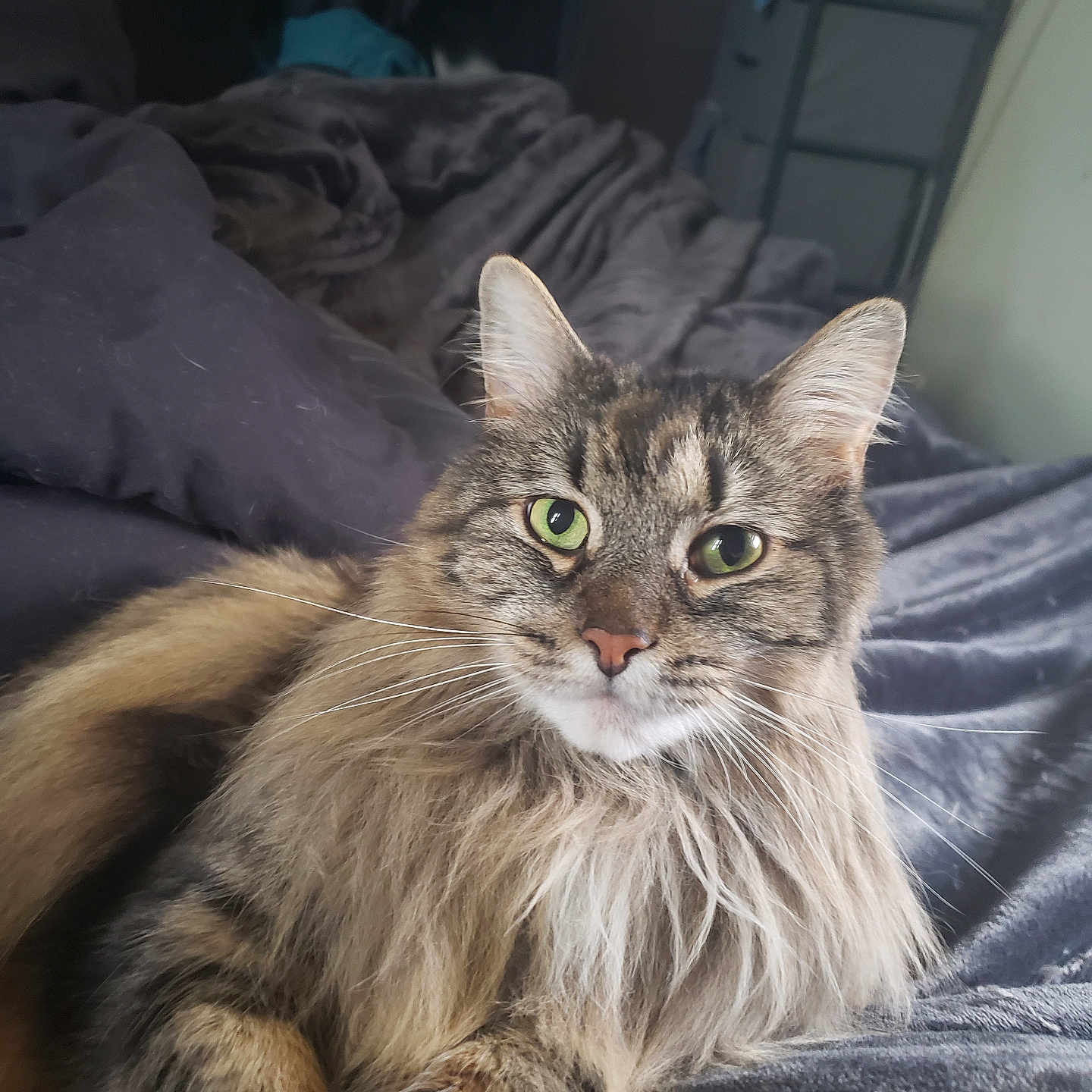 Rollie joined the competition — help win amazing prizes! cat, tabby, long_hair, green_eyes, pet, animal, feline, fur, whiskers, bed, blanket, cozy, indoor, resting, cute, domestic_animal, portrait, relaxed, soft, sleepy